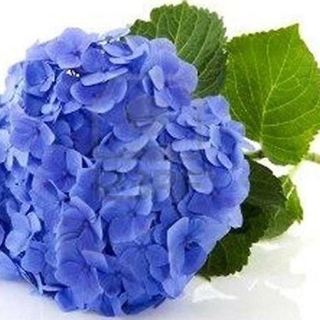 Villa Les Hortensias B&B 아르캉그 외부 사진