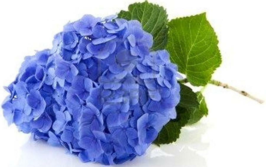 Villa Les Hortensias B&B 아르캉그 외부 사진