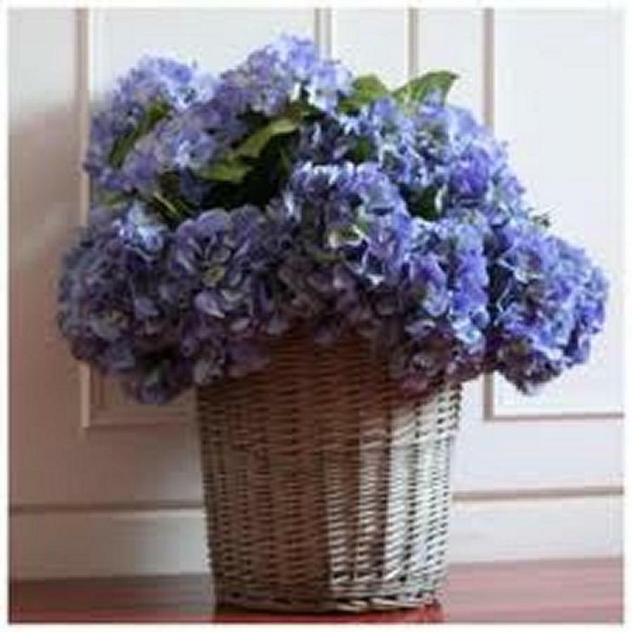 Villa Les Hortensias B&B 아르캉그 외부 사진