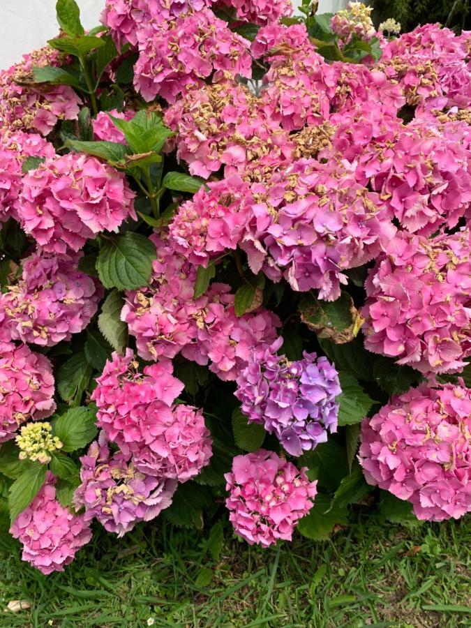 Villa Les Hortensias B&B 아르캉그 외부 사진